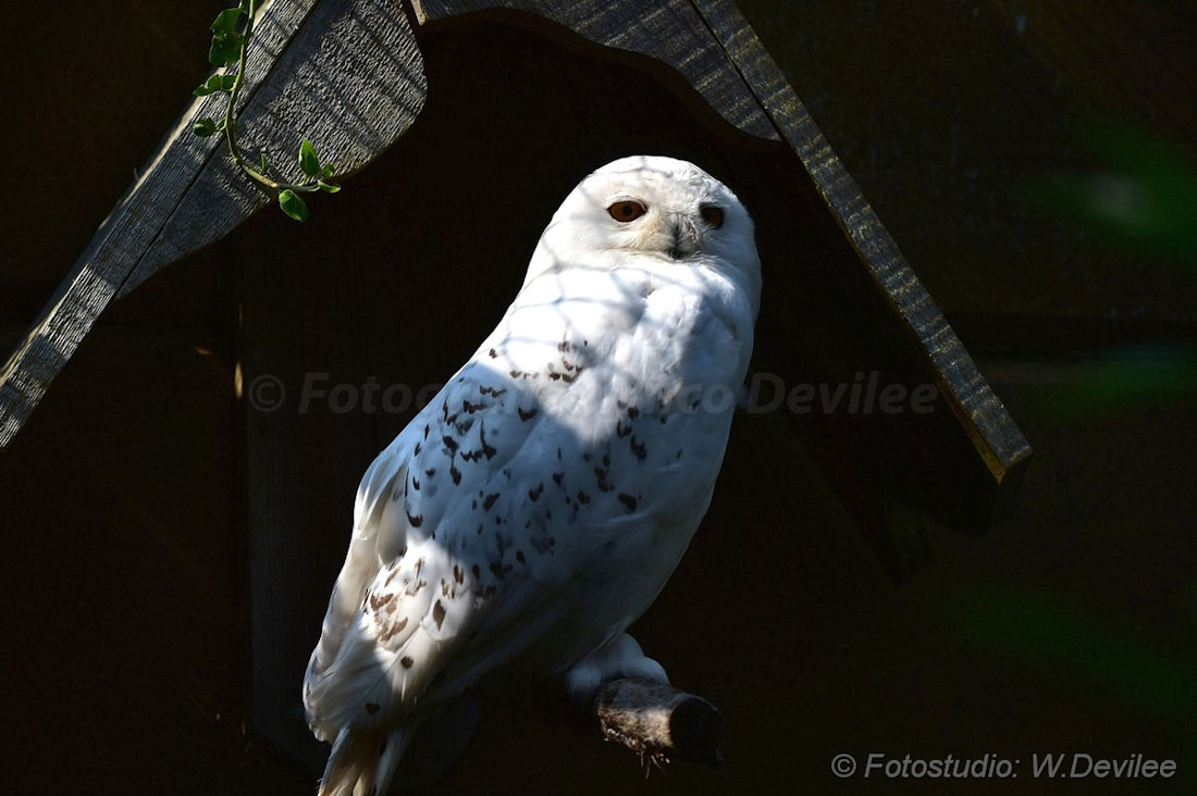 MediaTerplaatse_dierenpark_29082017_Image000333333.jpg