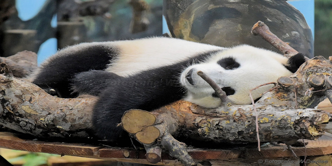 Mediaterplaatse_ouwehand_dieren_park_rhenen_17082018_Image00004_1.jpg